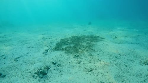Сamera approaches school of Striped Eel Catfish swimming like wave over sandy seabed