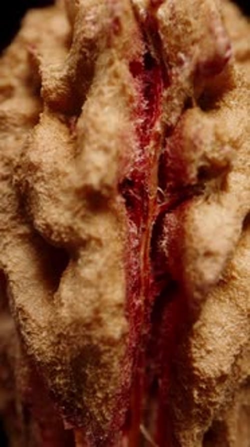 Vertical video. A nectarine pit viewed from the end to show the connection of its parts, macro zoom,