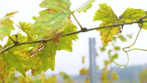moist branch of a vine on an autumn day