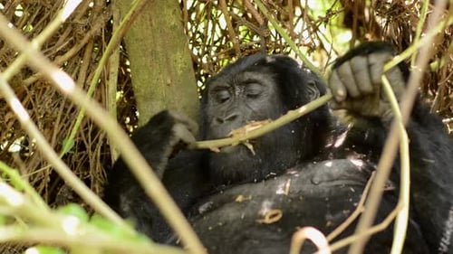 Mountain Gorilla eating leaves in Uganda forest, Close up shot
