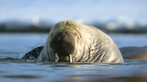 Walrus with large tusks or big canine teeth resting in an Arctic coast