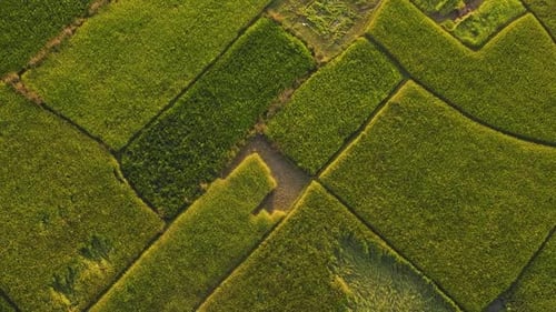 Rotating above mature rice paddy fields with some that have been cultivated