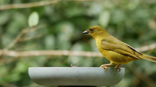 Tangara verde olivo comiendo fruta en el bosque atlántico, de cerca