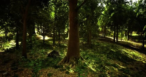 Sunlight Filtering Through Lush Trees in a Serene Forest Setting