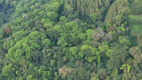 Aerial drone footage of dense tropical rainforest with lush green canopy.