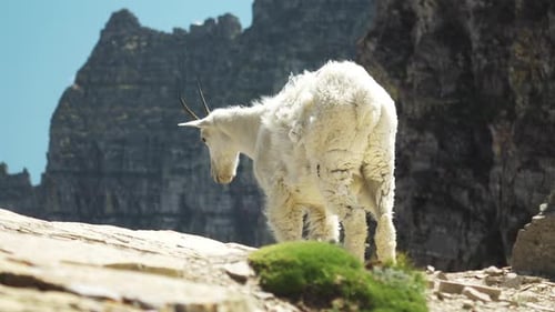 Filmmusik Aufnahme. Eine strahlend weiße Bergziege kontrastiert mit den dunklen Felswänden und Gipfeln von