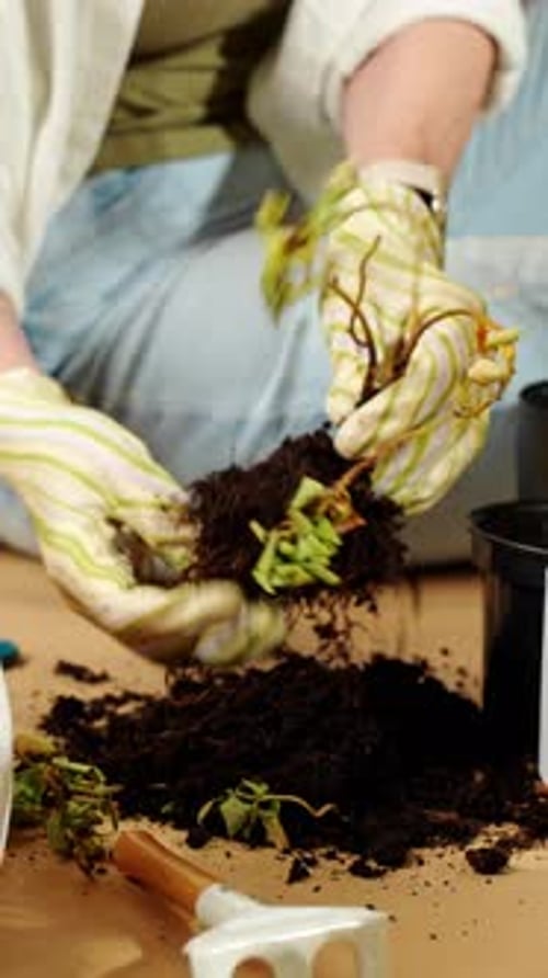 Woman Repotting Plant with Exposed Roots in Home Garden