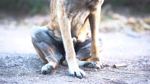 Close Up of Dog Scratching Itself Outdoors