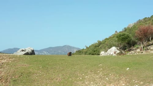 Dog Scratching Its Body While Sitting On Grass In The Mountain. - aerial