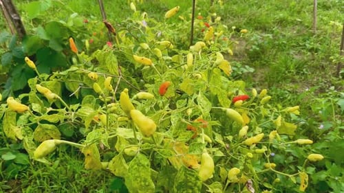 fresh cayenne pepper on the tree