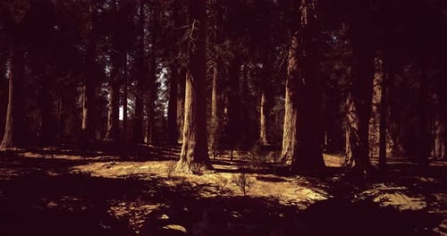 Dense Forest with Towering Trees and Subtle Sunlight Filtering Through