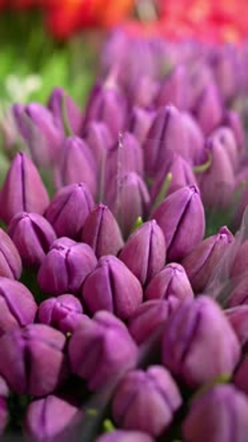 Beautiful Purple Tulips in a Vertical Close Up