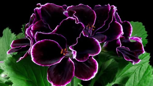 Purple Pelargonium Flowers Blooming in Time Lapse on a Green Leaves Background