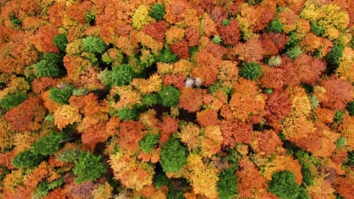 Aerial View of Vibrant Autumn Forest