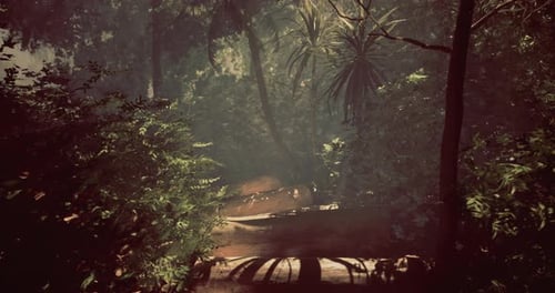 Misty Forest Path Reveals Hidden Beauty of Nature in Serene Surroundings