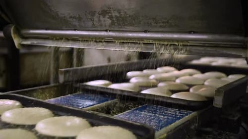 Trays filled with round shaped dough transferred automatically inside industrial bread factory