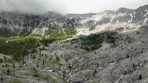 Majestic Canopy Cinematic Aerial View of the Green Forest
