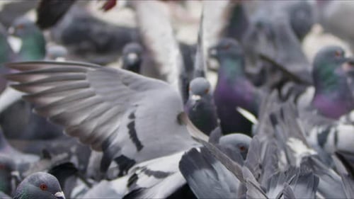 Animal Bird Pigeons On The Ground 14