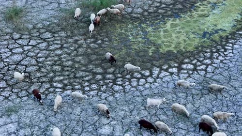 Sheep Graze on Cracked Earth in Rural Landscape