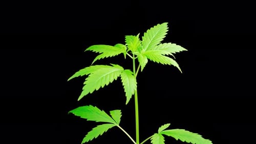Marijuana Plant Growing