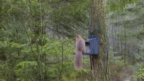 Imágenes de una ardilla roja euroasiática salvaje (Sciurus vulgaris) recogiendo comida de un comedero para pájaros en una S