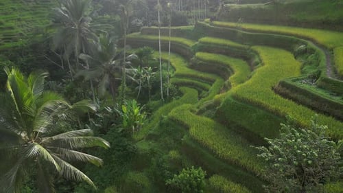 Rice Terrace 13