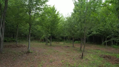 Arbres aériens dans la forêt