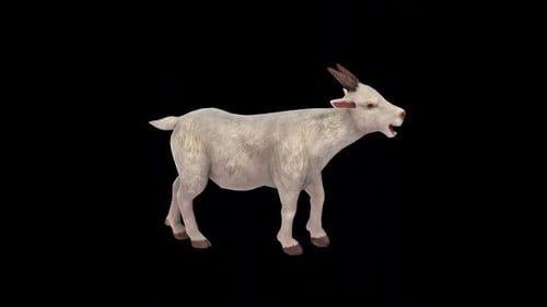Realistic White Goat Chewing Animation