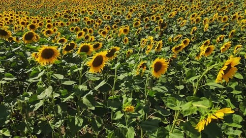 Blooming Sunflowers Field at Summer Day Aerial View