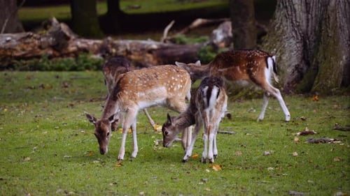 Small Group of Young Spotted Deer Grazing in Big Green Lawn on Bright Sunny Day