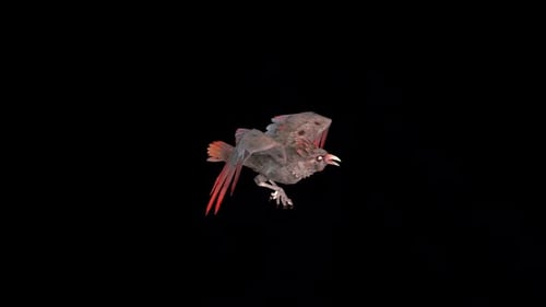Bird Fly Loop