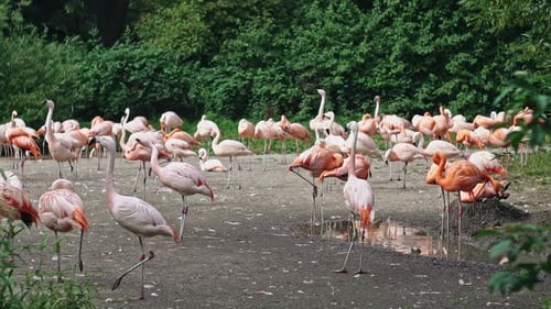 Gros plan de flamants roses des Caraïbes (Phoenicopterus Ruber Selective Focus)