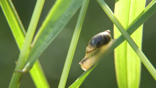 Schnecke auf dem Gras