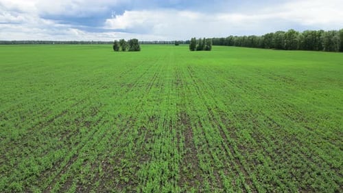 Top View of Agriculture Green Field with Sown in Countryside Aerial View on Farmland with Crops