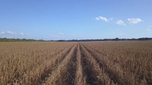 Large Soybean Crop Field Flyover Ready For Harvest On Sunny Day