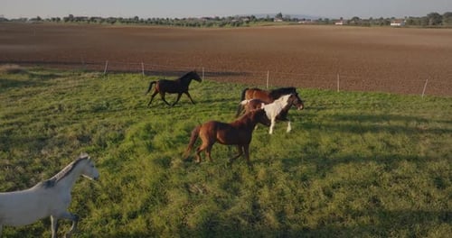 Majestic Wild Horses Galloping Through Scenic Mountains and Rural Meadows