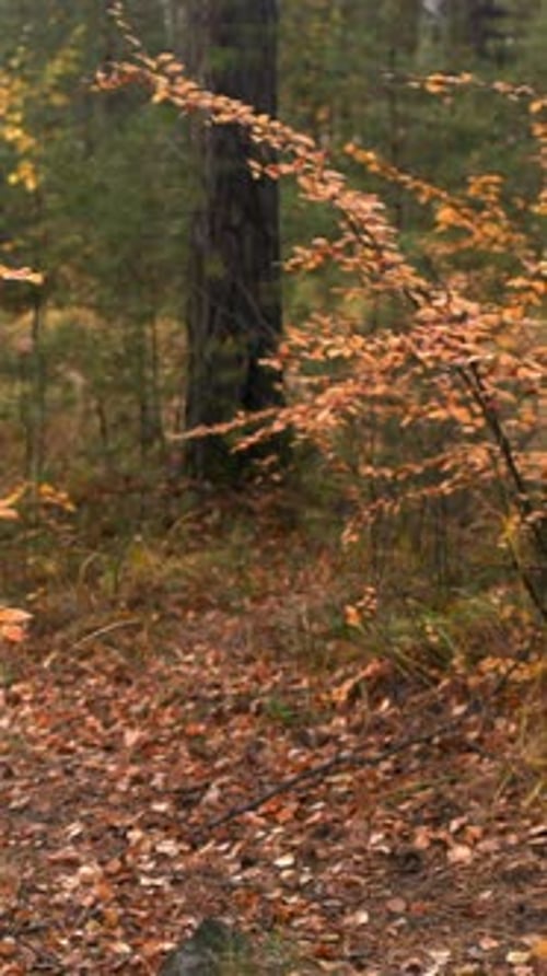 Silent Woods With Colorful Leaves Serene Woodland Filled With Autumn Leaves And Gentle Sunbeams