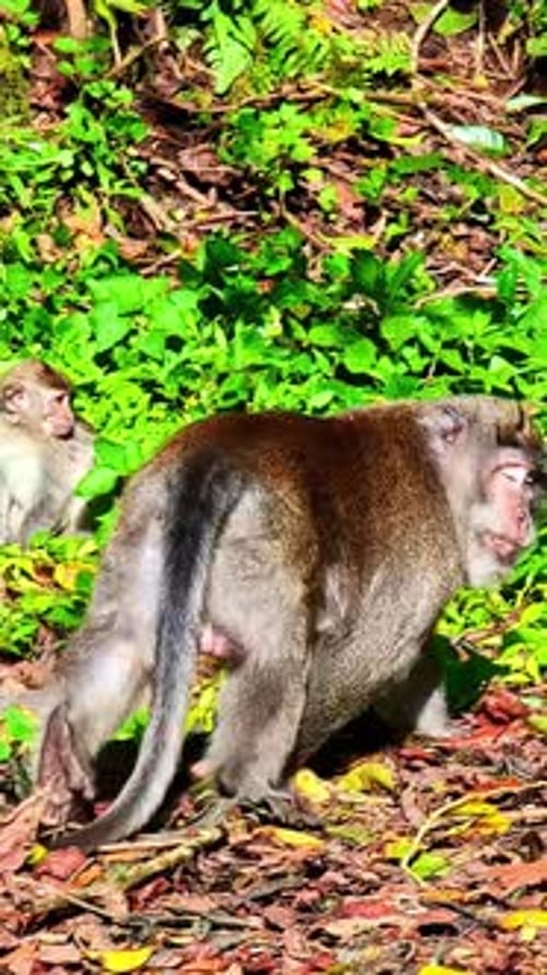 Ralentissement du Géant de l'Asie du Sud-Est avec son équipage