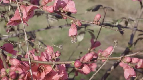 Bee Pollinating Pink Blossoms on a Sunny Day