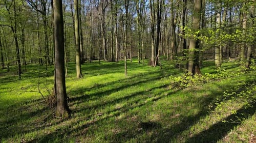 Moving in Spring Forest with Sunshine