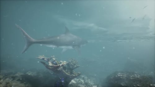 A Large Shark Swimming Over a Coral Reef