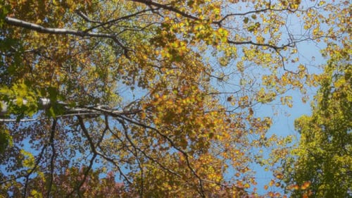 Maple leaves changing colors during autumn season