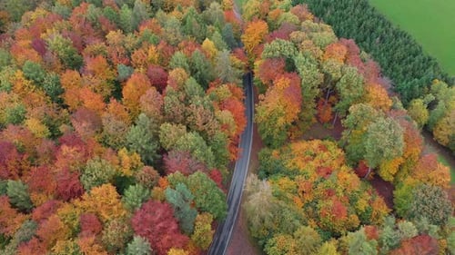 Aerial view of autumn forest and road, Germany.