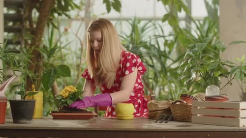 A Woman Pours Water Into a Yellow Flower Pot and Puts a Plant Into It Beautiful Gardener Potting