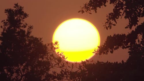 big red orange sun during sunset with foliage silhouettes in foreground