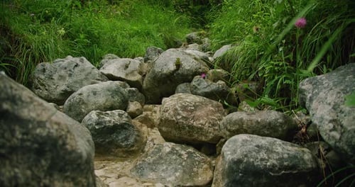 Rocky Mountain Stream with Stones Flows Through a Green Forest Near Gosau Lake in Austria