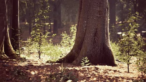 Misty Beech Forest on the Mountain Slope in a Nature Reserve
