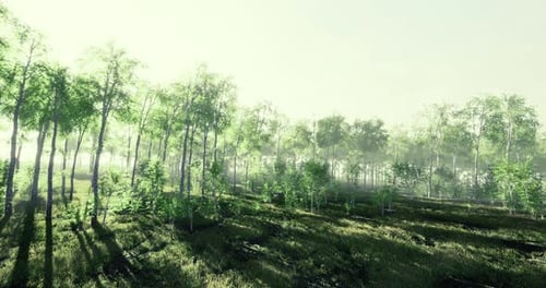 Bright Green Forest with Sunlit Trees and Soft Mist in the Background