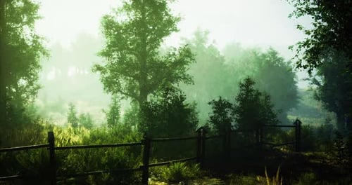 Misty Forest Landscape with Atmospheric Fog and Light