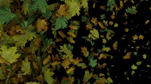 Dynamic Full Screen Animated Autumn Leaves Transition Horizontal Wipe